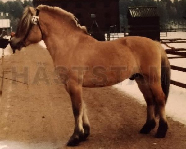 Deckhengst Frejman 71 SWE (Fjordpferd, 1973, von Enok N.1610)