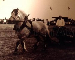 stallion Folding (Fjord Horse, 1963, from Håvang 3 SWE)