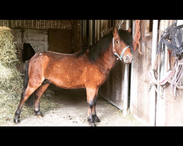 Pferd Sir Littlefoot (Shetland Pony (unter 87 cm), 2015)