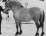 stallion Veimar (Fjord Horse, 1960, from Hodnin N.1517)