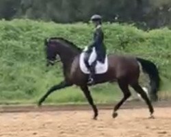 dressage horse Fearless Ws (Westphalian, 2014, from Franziskus FRH)