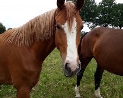 broodmare Blondie (Hanoverian, 2015, from Cornettino Ask)