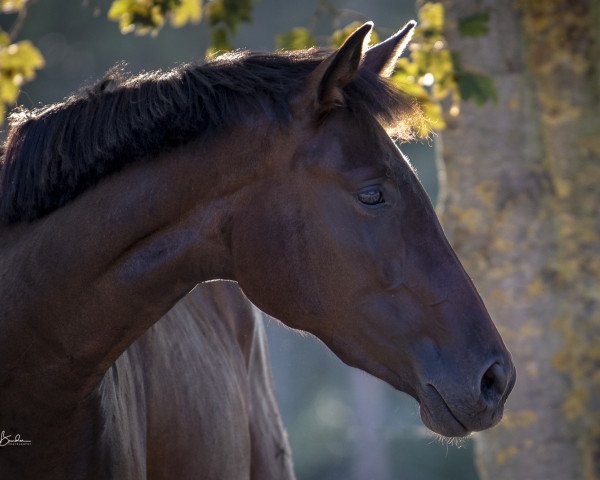 jumper Dione D'Olympe (Trakehner, 2015, from Icare d'Olympe AA)