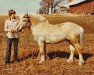 stallion Eikman (Fjord Horse, 1974, from Eik 15 SWE)