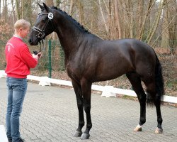 stallion Blue Hors Zackorado (Oldenburg, 2016, from Zack)