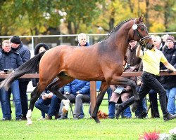 dressage horse Fusionist (Hannoveraner, 2016, from Franklin)