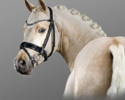 stallion Daim At (German Riding Pony, 2016, from D-Day AT)