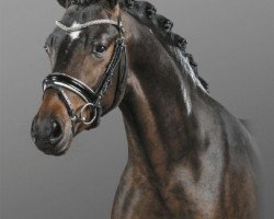 stallion Debüt AT (German Riding Pony, 2016, from Dating AT NRW)