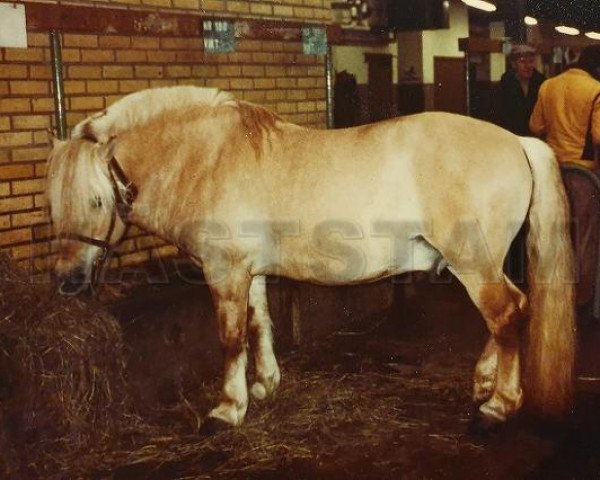 stallion Vilgot 60 SWE (Fjord Horse, 1972, from Enok N.1610)