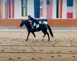 dressage horse Dora Frederika (Oldenburg, 2007, from Don Frederico)