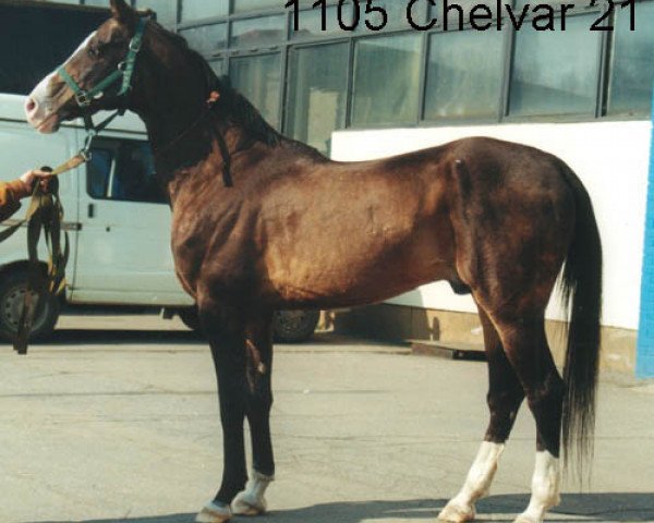 stallion Helvar 21 (Akhal-Teke, 1986, from Khalif)