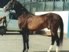 stallion Helvar 21 (Akhal-Teke, 1986, from Khalif)