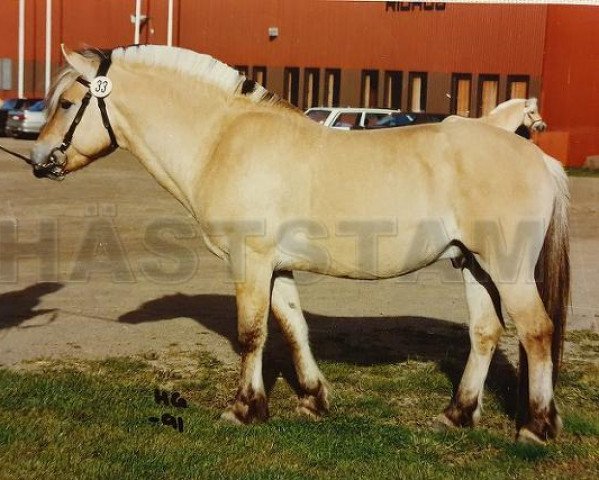 stallion Oddmar 168 SWE (Fjord Horse, 1988, from Heiden N.1826)