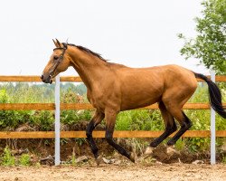 Deckhengst Bengur (Russisches Warmblut, 2003, von Gagur)