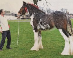 stallion Grayburn Abe Carnegie (Clydesdale, 2013, from Great American Ben Franklin)