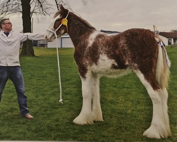 Deckhengst Macfin Starlight (Clydesdale, 2014, von Glebeview Sir Charles)