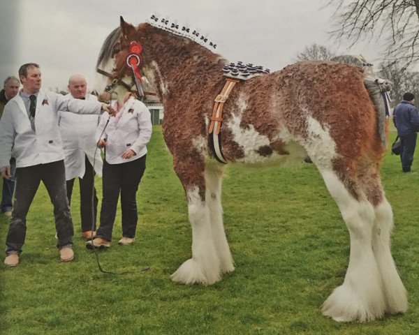 stallion Eskechraggan Ernest (Clydesdale, 2011, from Mollinhillhead Celebrity)