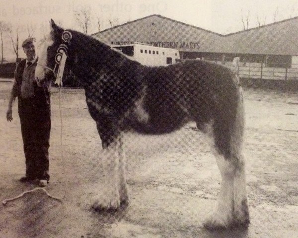 Zuchtstute Phesdo Morag (Clydesdale,  , von Phesdo Noble Scot)