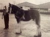 broodmare Phesdo Morag (Clydesdale,  , from Phesdo Noble Scot)