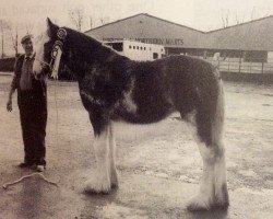 broodmare Phesdo Morag (Clydesdale,  , from Phesdo Noble Scot)