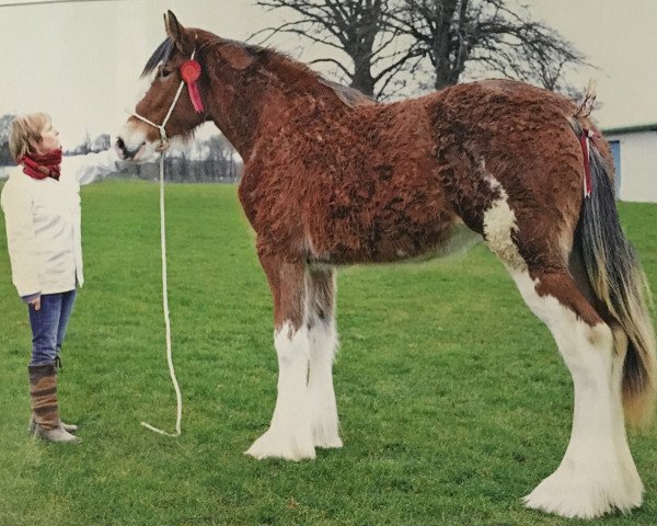 broodmare Newton-Glens Kara (Clydesdale, 2013, from Muirton Sabre)