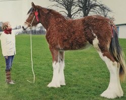 broodmare Newton-Glens Kara (Clydesdale, 2013, from Muirton Sabre)