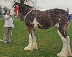 Zuchtstute Shielhill Diamond Jubilee (Clydesdale, 2012, von Mollinhillhead Celebrity)