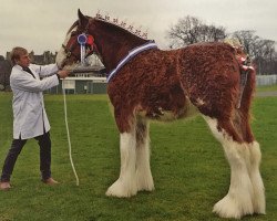 horse Charlie (Clydesdale, 2012, from Aghadowey Ambassador)