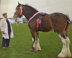 stallion Dillars Excel (Clydesdale, 2012, from Dillars Scottie Boy)