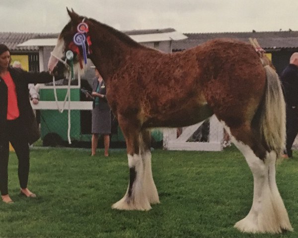 broodmare Sunningdale Dana (Clydesdale, 2014, from Sunningdale Max)