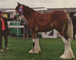 Zuchtstute Sunningdale Dana (Clydesdale, 2014, von Sunningdale Max)