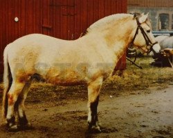 stallion Frej 76 SWE (Fjord Horse, 1973, from Sölve 43 SWE)