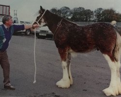 stallion Greendykes Mr Eric (Clydesdale,  , from Greendykes Chancer)