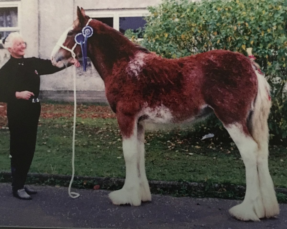 broodmare Boat Lady Claire (Clydesdale, 1995, from Eskechraggan Perfection)