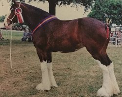 Zuchtstute Webers Sadie Jakey Victoria (Clydesdale, 2011, von Stoneyleigh Major Jackey)