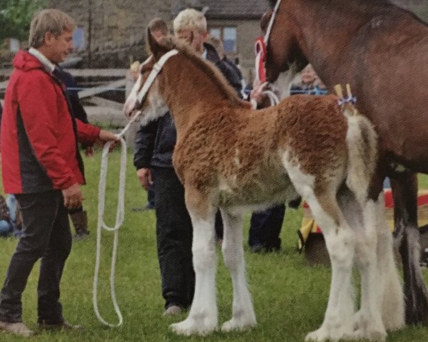 stallion Thorpe Hill Chief (Clydesdale, 2015, from Thorpe Hill Challenger)