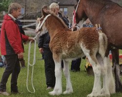 stallion Thorpe Hill Chief (Clydesdale, 2015, from Thorpe Hill Challenger)