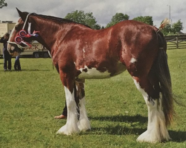 broodmare Cumeragh House Valetta (Clydesdale, 2013, from Woodhouse Lucky Strike)