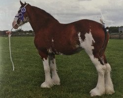 broodmare Castlehill Snowflake (Clydesdale, 2008, from Collessie Whinhill President)