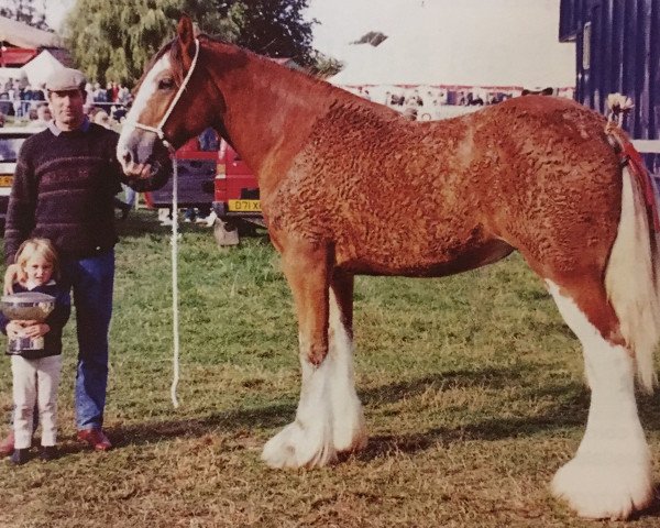 Zuchtstute Pendleberry Donna (Clydesdale, 1994, von Russmoor Venture)