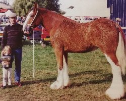 broodmare Pendleberry Donna (Clydesdale, 1994, from Russmoor Venture)