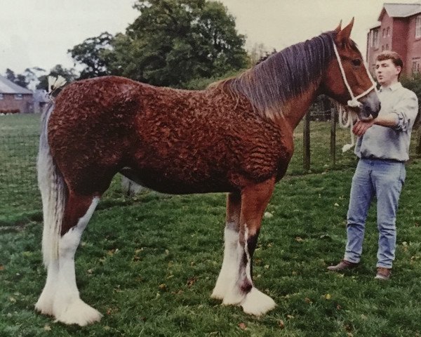 Zuchtstute Ardoch Molly (Clydesdale, 1994, von Quaker Ambassador)