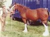 Zuchtstute Welbury Diana (Clydesdale, 1986, von Doura Masterstroke)