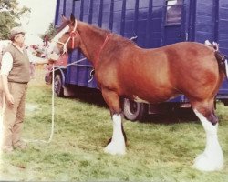 Zuchtstute Welbury Diana (Clydesdale, 1986, von Doura Masterstroke)