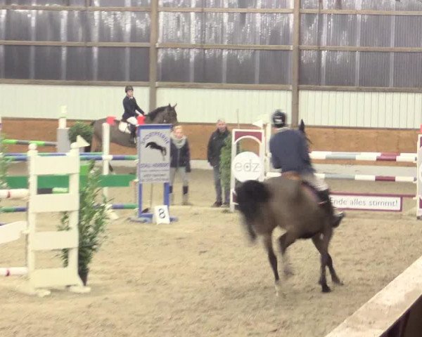 Reitturnier Viernheim 2017