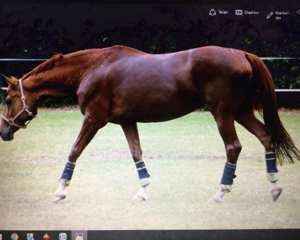 broodmare Dorina 935 (Hanoverian, 2004, from Don Vino)