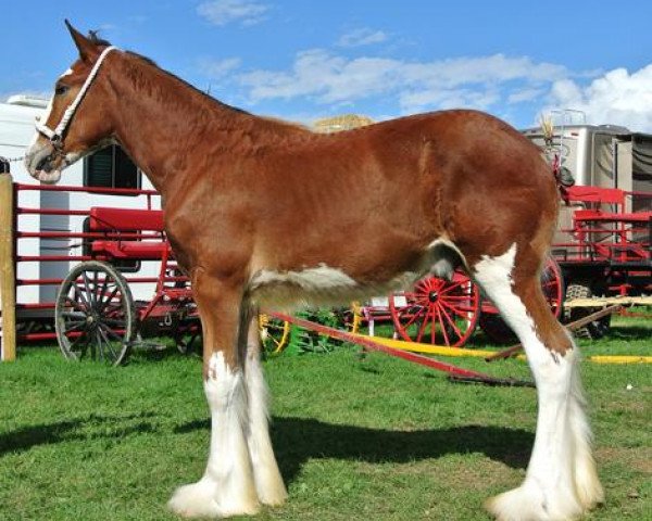 stallion Canwest Primetime (Clydesdale, 2014, from Willow Way Bacardi)