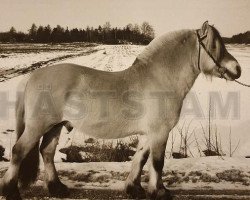 stallion Gutten 105 SWE (Fjord Horse, 1977, from Huldregutt N.1719)