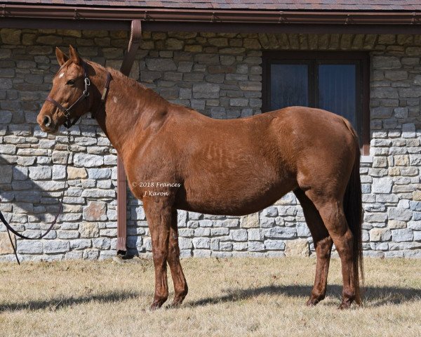 broodmare Lemons Forever xx (Thoroughbred, 2003, from Lemon Drop Kid xx)