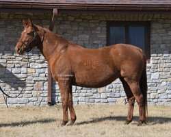 broodmare Lemons Forever xx (Thoroughbred, 2003, from Lemon Drop Kid xx)